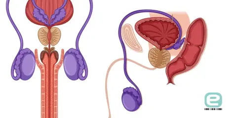 Anatomia układu rozrodczego mężczyzny. Ilustracja przedstawia pęcherz, prostatę, nasieniowody i jądra, kluczowe dla funkcji seksualnych, w tym erekcji.