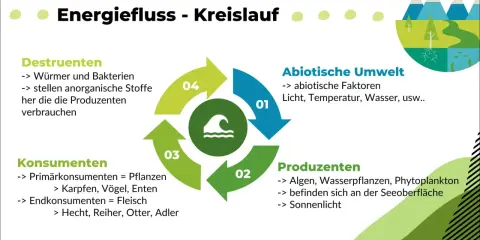 Der Energiefluss im Ökosystem See: Abiotische Faktoren, Produzenten, Konsumenten und Destruenten bilden einen Kreislauf.