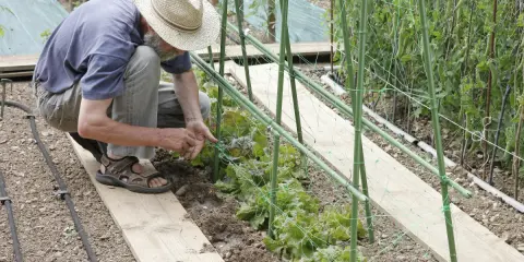Un jardinier en chapeau de paille plante des graines de haricot à rames, soutenues par une structure verte.