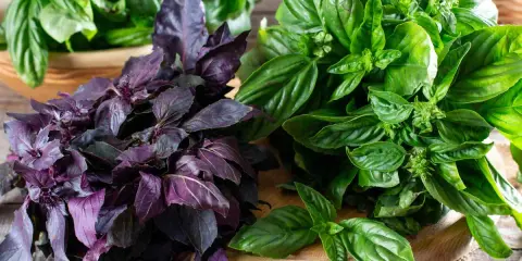 Deux bouquets de basilic, l'un pourpre et l'autre vert, sur une planche en bois. Le basilic africain est connu pour ses nombreux bienfaits.