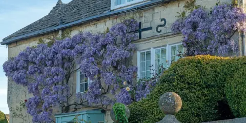 Une glycine spectaculaire s'épanouit contre une maison en pierre, ses grappes violettes tombant en cascade.