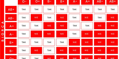 Tabela pokazuje, jakie grupy krwi nie mogą mieć razem dzieci. Wiele kombinacji jest niemożliwych, np. A- z B+.