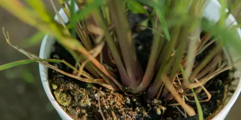 Close-up of a potted lemongrass plant, showing its thick, reddish stalks and green leaves emerging from dark soil.
