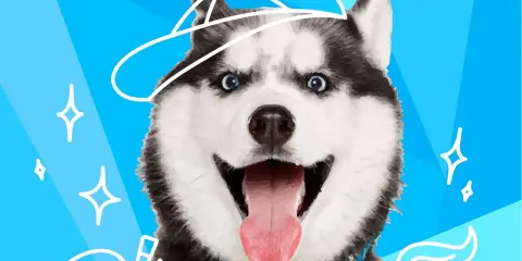 Wesoły husky w czapce, z wywieszonym językiem. Czy to rasa psa do mnie pasuje?