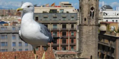 Gaviota en un tejado, con edificios y una torre antigua de fondo. Quizás busca remedios caseros para ahuyentar gaviotas.