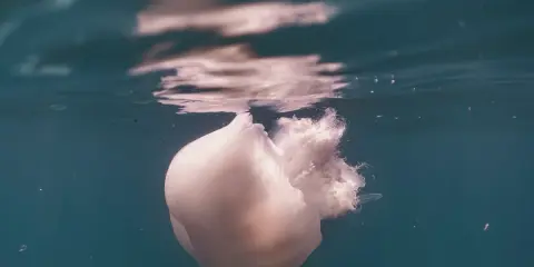 Una medusa bianca, quasi trasparente, galleggia immobile nell'acqua. Come capire se una medusa è morta? La sua forma flaccida e l'assenza di movimento sono indizi.