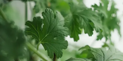 Liście anginki, znanej z tego, że na co pomaga, są zielone i lekko owłosione.
