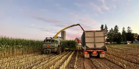 A forage harvester fills a trailer with bmr corn silage at sunset. The field is harvested, leaving stubble.