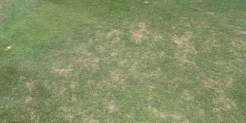 Patches of brown, damaged turfgrass indicate a problem, possibly from black turfgrass ataenius.