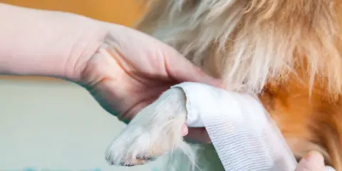 Main d'une personne bandant la patte d'un chien, peut-être une entorse patte chien.