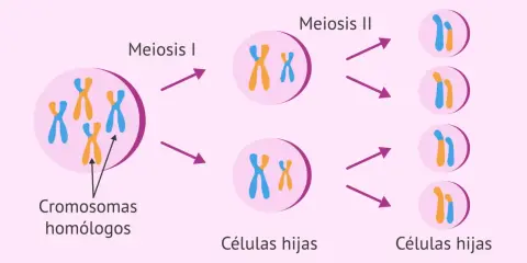 Ilustración de la meiosis, mostrando la división de cromosomas homólogos y la formación de células hijas. El cromosoma masculino se representa con un par de cromosomas X e Y.