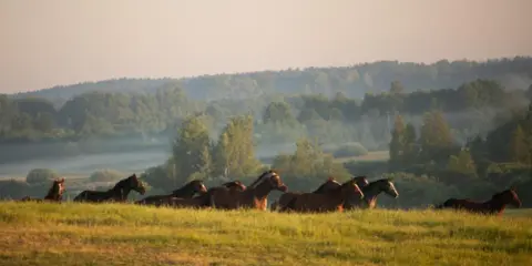 Stadnina Koni Nad Wigrami: Noclegi, Konie, Spokój. Odkryj!