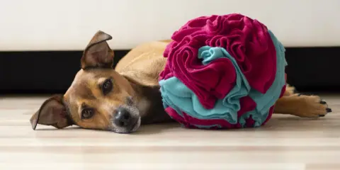 Brązowy piesek leży obok kolorowej, ręcznie robionej maty węchowej diy.