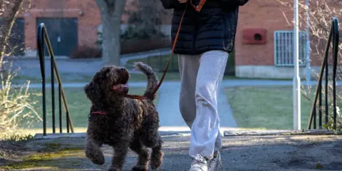 En glad hund som drar i kopplet, ivrig att komma vidare på promenaden.