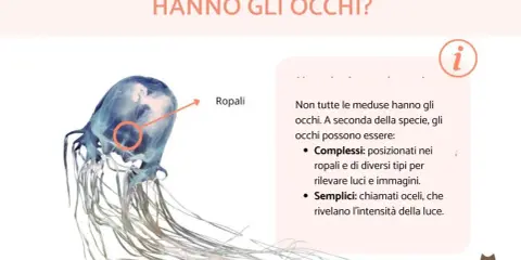 Una medusa trasparente con tentacoli lunghi. Un cerchio rosso evidenzia i ropali, dove le meduse hanno gli occhi per percepire luce e immagini.