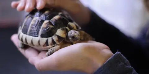 Ile żyją żółwie? Czy Twój pupil Cię przeżyje? Sprawdź!