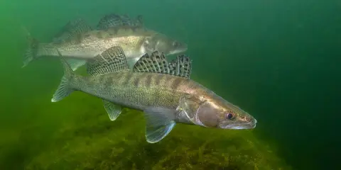 Dwa sandacze, drapieżne ryby, pływają w zielonej wodzie nad dnem porośniętym glonami.