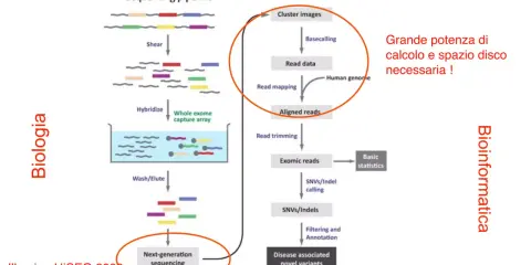 La pipeline di sequenziamento dell'esoma, con esoma cos'è, mostra i passaggi biologici e bioinformatici per analizzare il DNA.