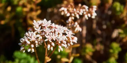 En klase av små, vita blommor, en vit fetknopp, blommar i solljus. Bakgrunden är suddig med gröna och bruna blad.