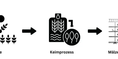 Schritte der Whisky Herstellung: Ernte, Keimprozess und Mälzen/Darren.