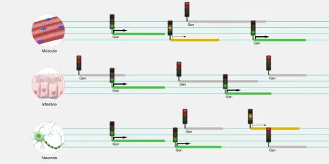 Diagrama ilustra la función del ARN en músculo, intestino y neurona, mostrando la activación y expresión de genes con semáforos.