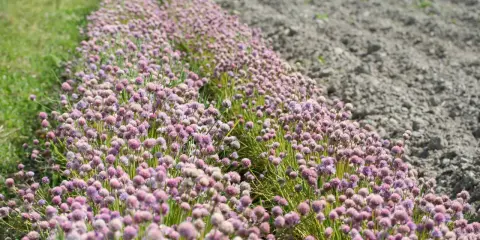 Champ de fleurs de ciboulette aux teintes rosées, s'étendant à perte de vue, bordé par de l'herbe verte et un sol labouré.
