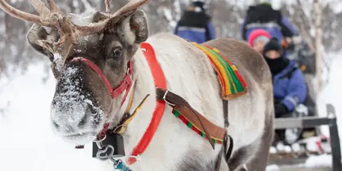 Renar drar en släde med människor genom snöig skog, en glimt av var bor samerna.
