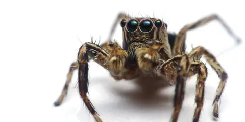 Makro zbliżenie pająka skaczącego, którego wielkie oczy mogą wywołać lęk przed pająkami.