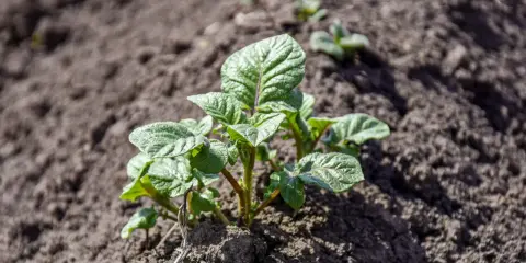 Jeunes pousses de pommes de terre dans la terre, prêtes à grandir. Le début de la saison pour planter des pommes de terre.