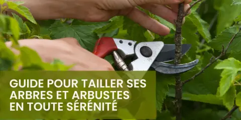 Main d'un jardinier utilisant un sécateur pour l'élagage d'un arbre. Guide pour tailler ses arbres et arbustes en toute sérénité.