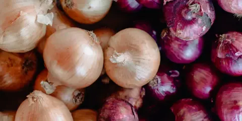 Gros plan sur une **plantation d'oignons rouges** et jaunes, prêts à être cuisinés.