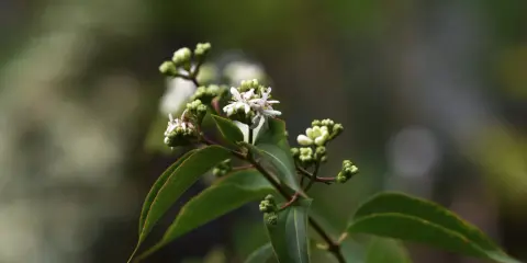 En gren med gröna blad och små, vita blommor som påminner om en jasmin blomma. Några knoppar syns också.