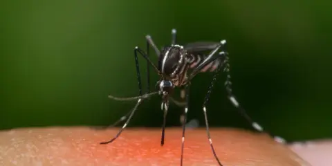 Komar na skórze, symbol problemu, który skłania do szukania sposobów na komary w domu.