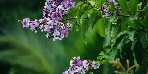 Grappes de fleurs mauves et blanches sur une branche de lilas des Indes, avec des feuilles vertes luxuriantes en arrière-plan.
