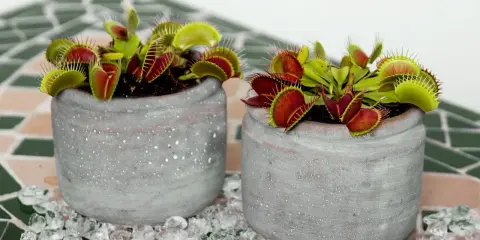 Dos macetas con plantas carnívoras, ideales para quienes buscan información sobre planta carnivora cuidados.