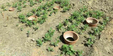 Champ de jeunes plants avec des oyas en terre cuite. On compte environ 1 oyas tous les 2 m2 pour un arrosage efficace.