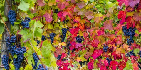 Reife blaue Trauben hängen zwischen bunten Blättern. Die Weinpflanzen zeigen ihre Herbstfarben.