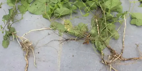 Plante de liseron mauvaise herbe avec ses racines aériennes et souterraines sur fond gris.