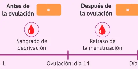 Diagrama muestra ciclo menstrual. Antes de ovulación, sangrado de deprivación. Después, retraso. Levonorgestrel puede afectar sangrado.