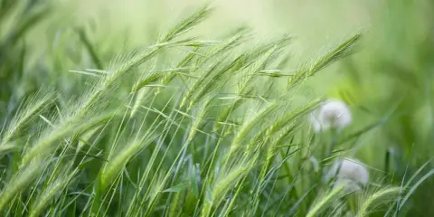 Green grass stalks sway in the breeze, hinting at the perfect time when to plant winter rye for a healthy harvest.