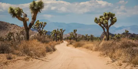Droga przez pustynny krajobraz parku narodowego Joshua Tree, z charakterystycznymi drzewami jukka i skalistymi wzgórzami w tle.
