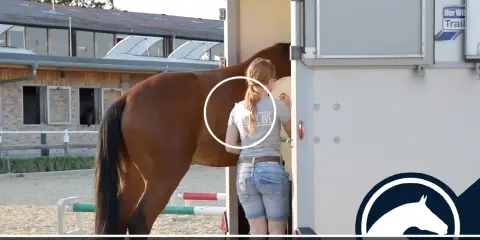 Ein braunes Pferd wird von einer jungen Frau in Jeansshorts und T-Shirt in einen Pferdeanhänger geladen, bereit für ein pferd turnier.