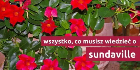 Sundaville uprawa: wszystko, co musisz wiedzieć o tych pięknych, czerwonych kwiatach.