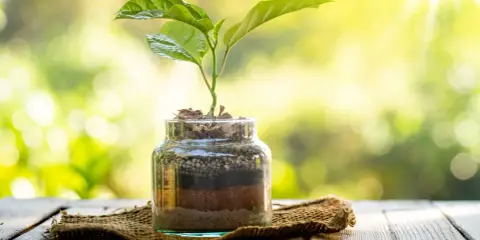 Planta joven creciendo en botes de cristal con capas de tierra y sustrato, bajo luz solar.