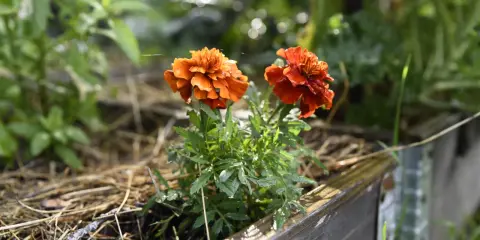 Två orange tagetesblommor i en pallkrage, omgivna av grönska och torrt gräs. Hoppas sniglar inte hittar hit.
