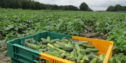 Culture cornichon grillage : une récolte abondante dans des caisses vertes et jaunes, sur un champ verdoyant sous un ciel couvert.