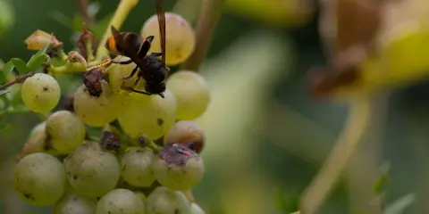 Eine schwarze Hornisse sitzt auf einer Traube und saugt den Saft.