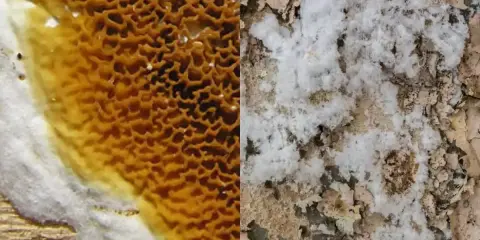 Gros plan sur une surface divisée : à gauche, une structure alvéolée orange et blanche, peut-être du salpêtre ; à droite, une texture blanche et terreuse évoquant la merule.