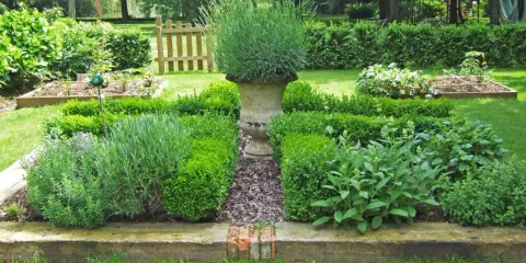 Un jardin aromatique plan avec lavande, buis taillés et herbes diverses. Une urne en pierre trône au centre.