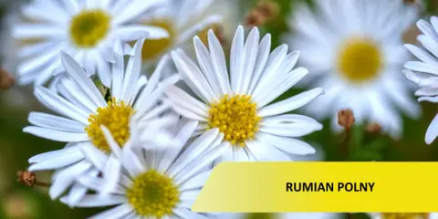 Rumian polny: Jak odróżnić chwast od zioła i skutecznie usunąć?